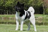 AKITA AMERICAIN 423